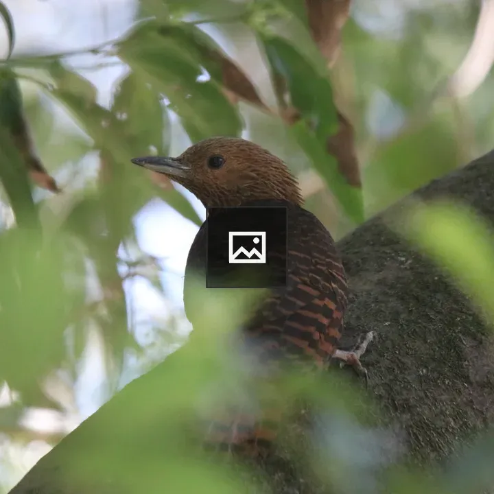 Bay Woodpecker on Tree Branch