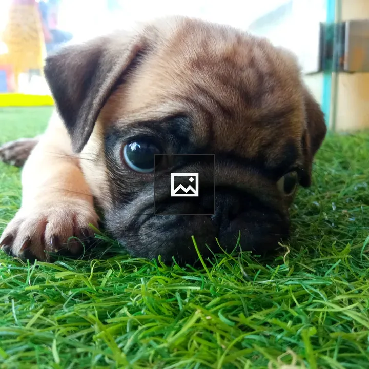 Pug in Meadow
