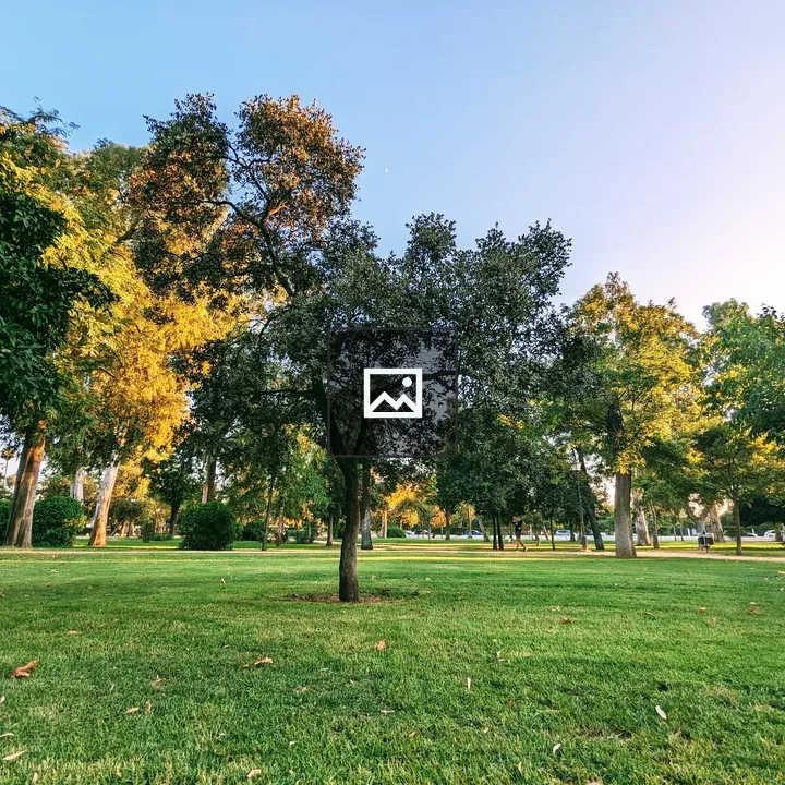 Group of trees in a park