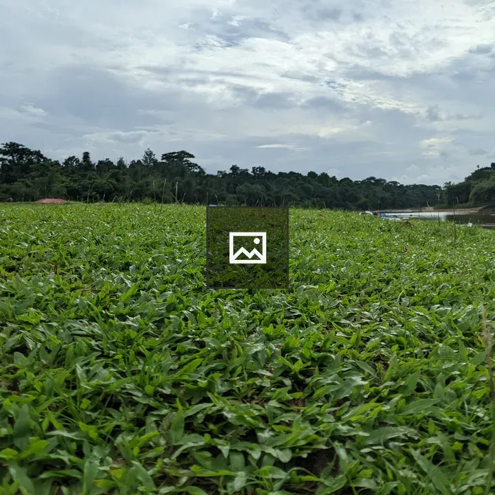 Lush Green Grass Field