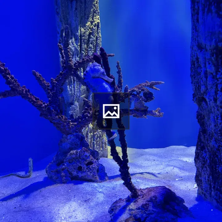 Seahorse on Coral Formation