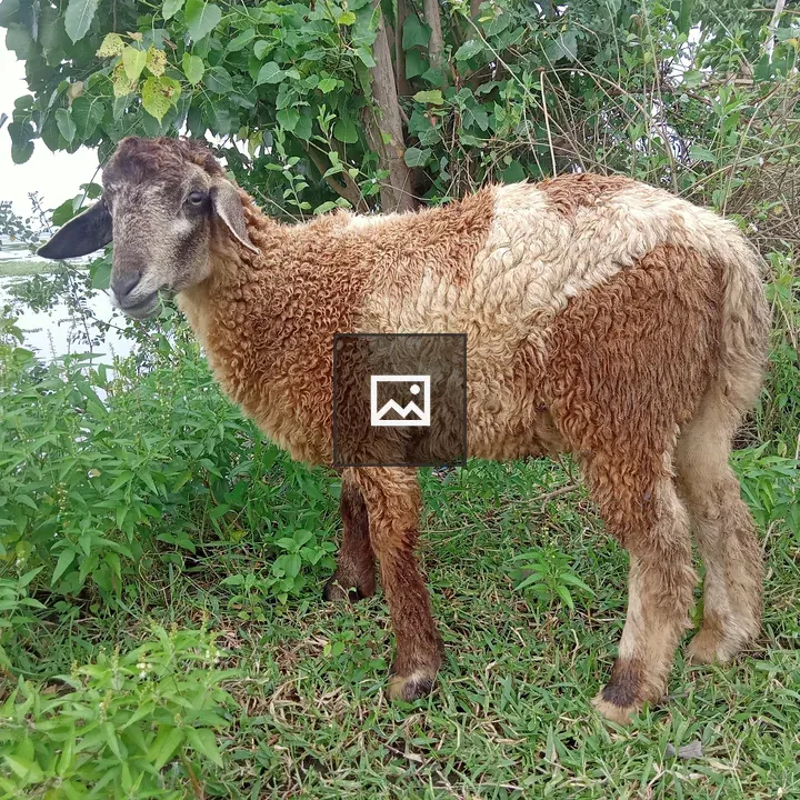 Brown and white sheep in grass