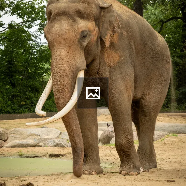 Adult Asian elephant at Berlin Zoo