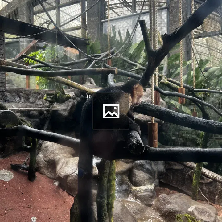 Monkey on a wooden branch