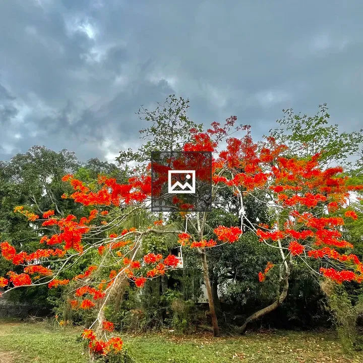 Gulmohar Flower Tree