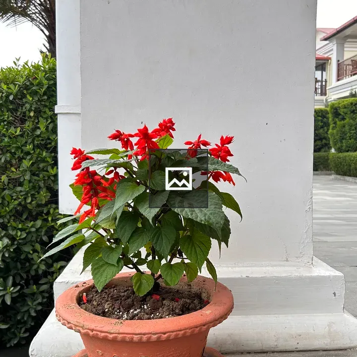 A small potted plant with red flowers