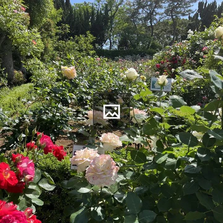Garden Roses Blooming in Greenery