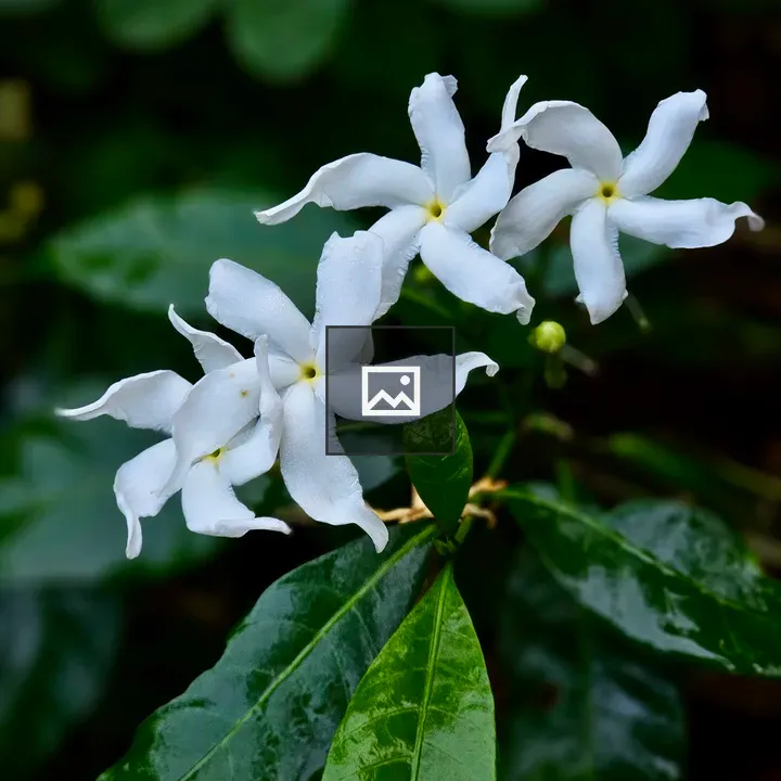 Delicate white pinwheel jasmine flowers