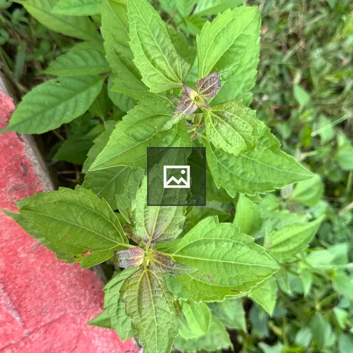 Leafy plant beside red curb