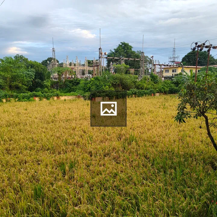 Golden Rice Field with Poles