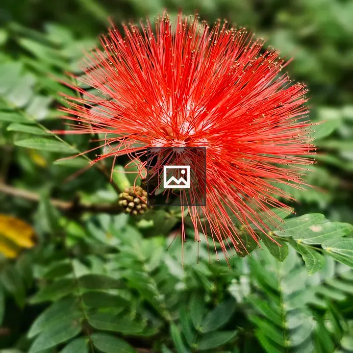 Red powder-puff flower