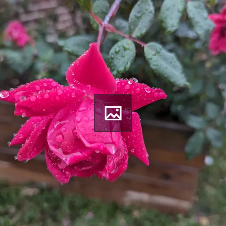 Rose with Rain Drops