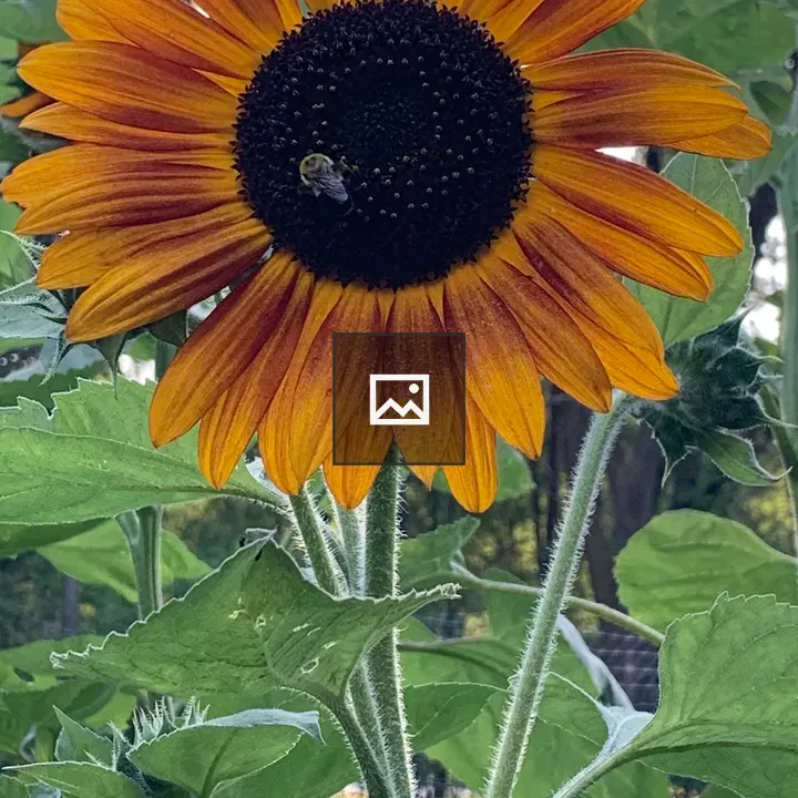 Sunflower in Garden