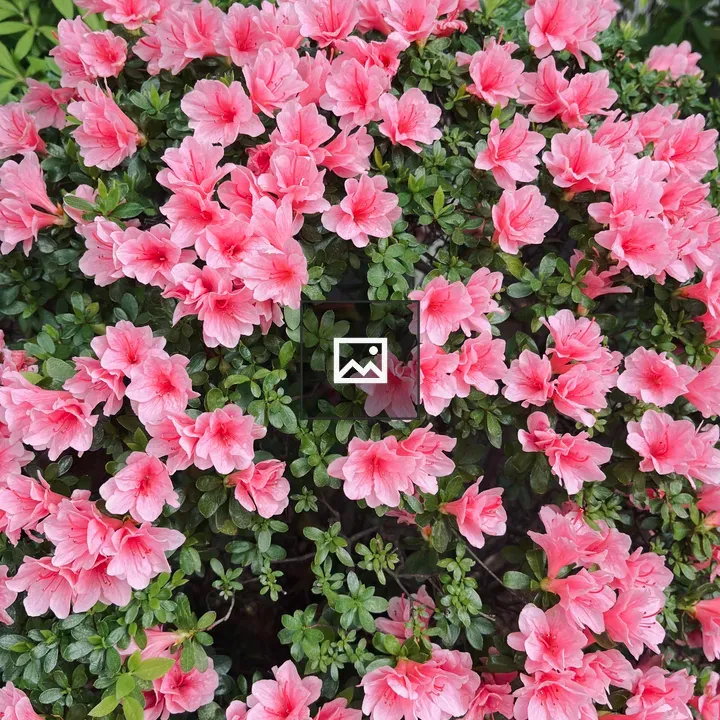 Azalea Flowers in Pink