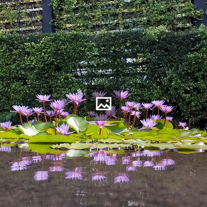 Lotus with reflection