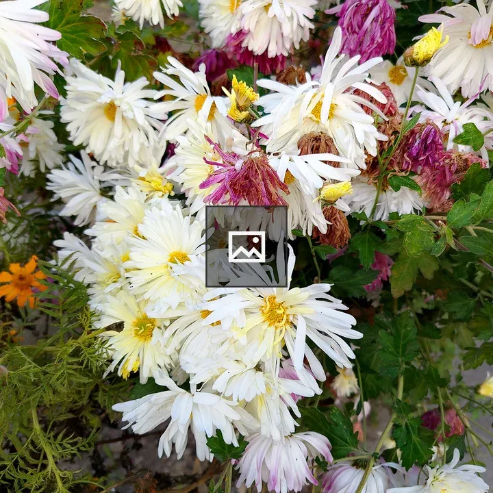 Flowers with White Daisies and Purple Blooms