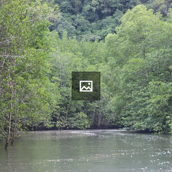 Mangrove River Scene