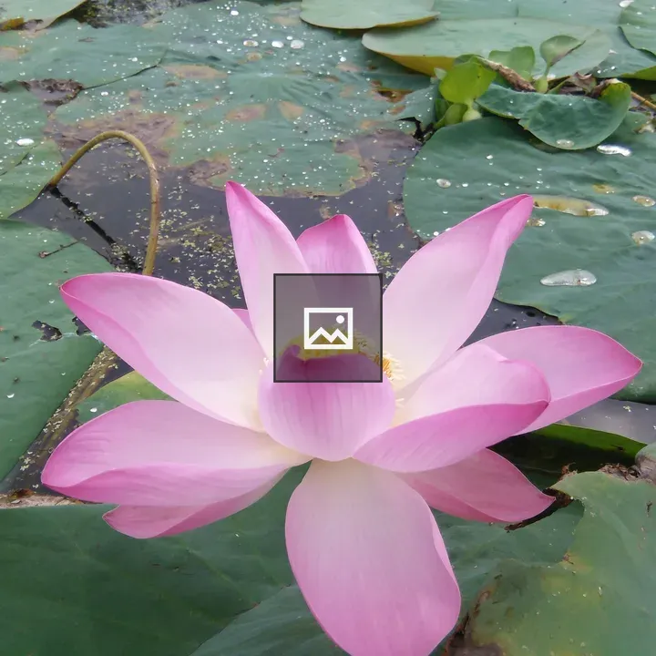 A Water Lotus Pond
