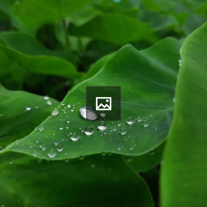 Bangladesh Green Grass and Water