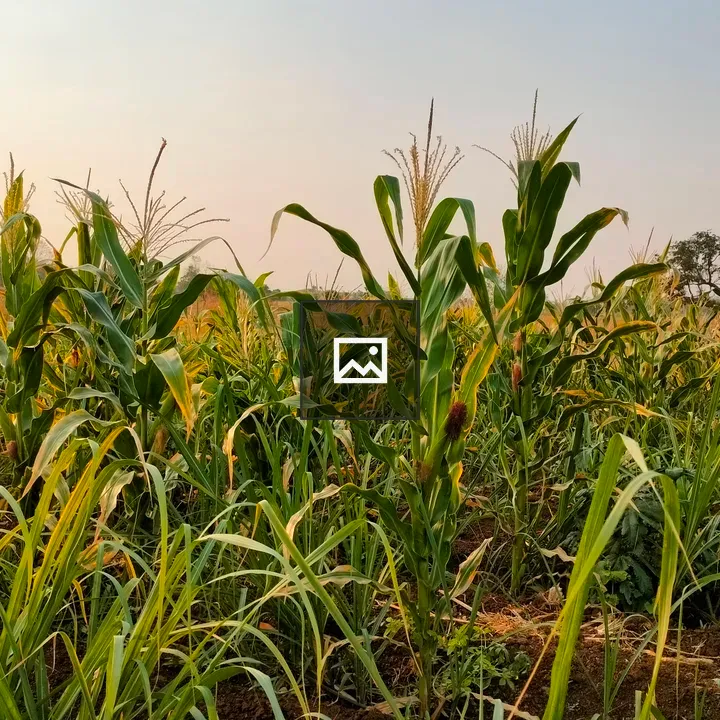 Corn plants in sugarcane field