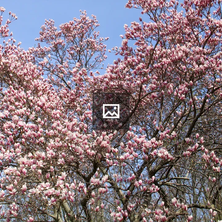 Magnolia Tree in Central New York