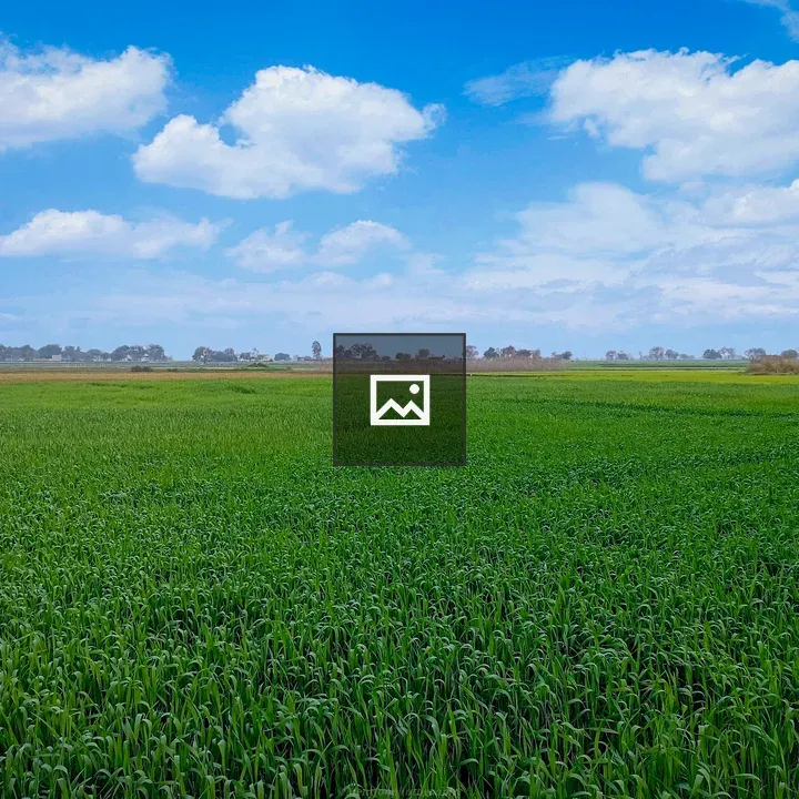 Grassland with Clear Sky