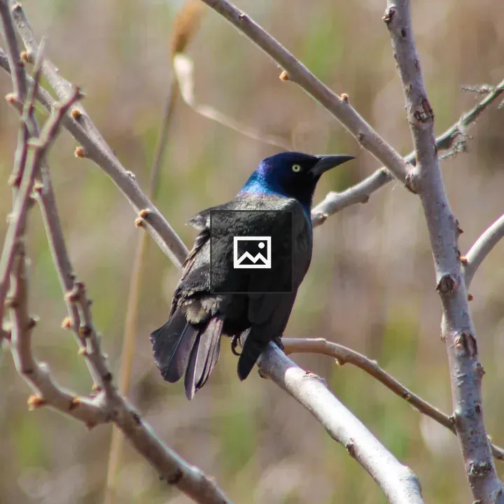 Common Grackle Portrait