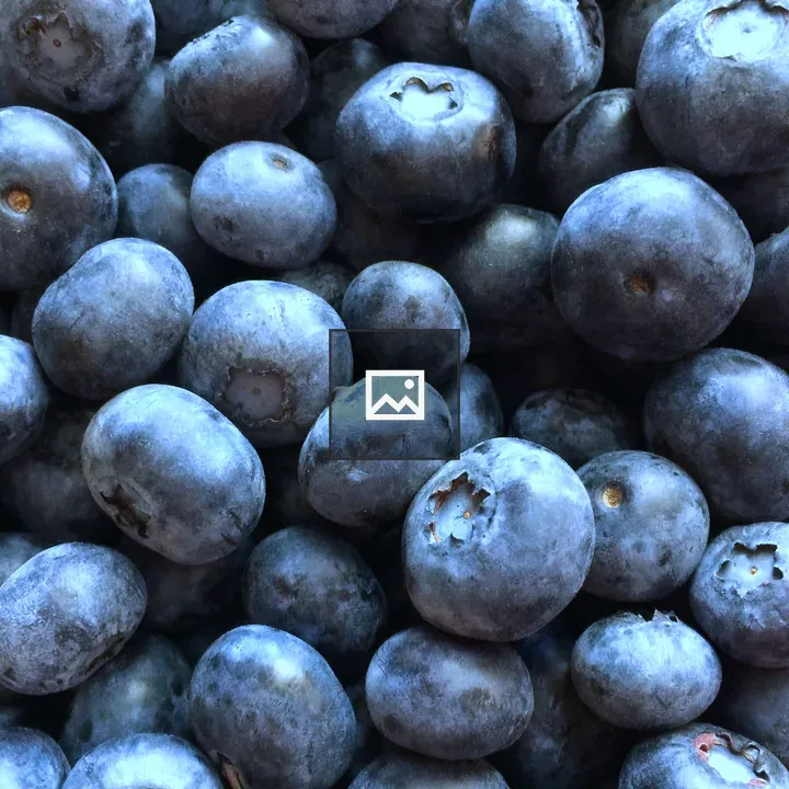 Blueberries on a bush