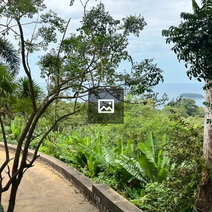 Curved path through tropical garden