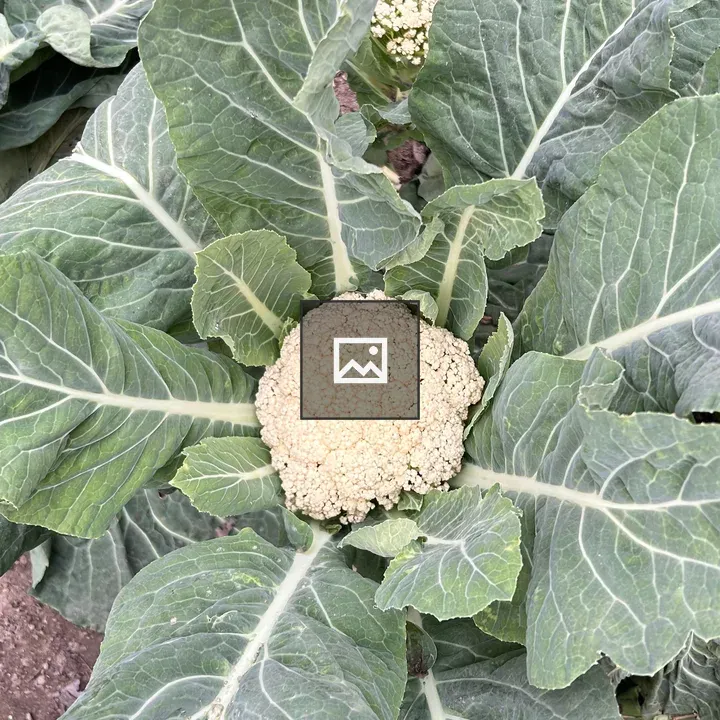 Cauliflower Plant Close-Up