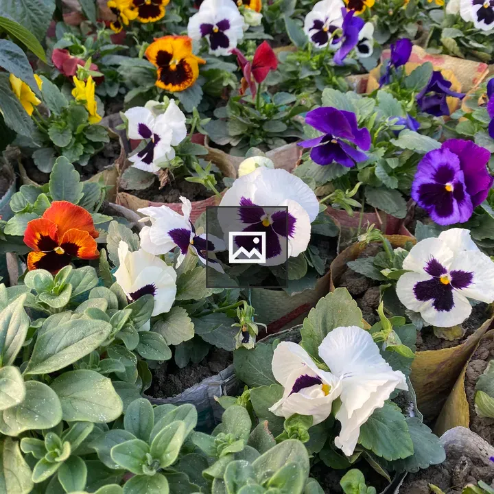 Pansy flowers in bloom