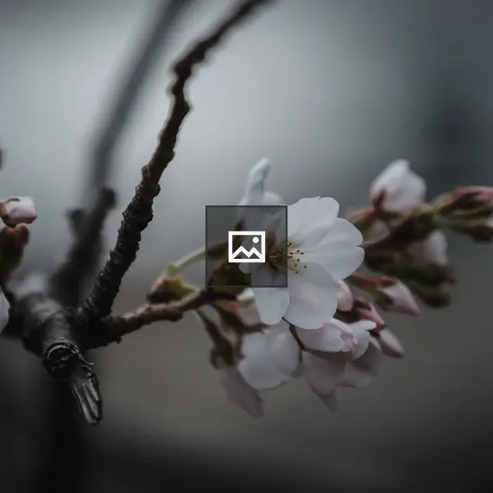 Cherry blossom in landscape