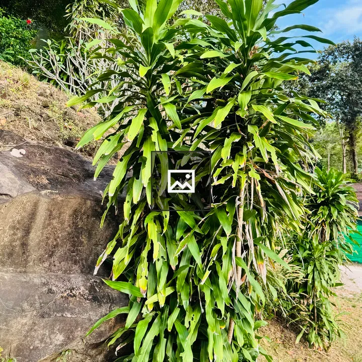 Cluster of tall green plants