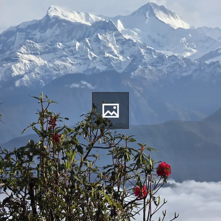 Sunrise over mountains and rhododendrons
