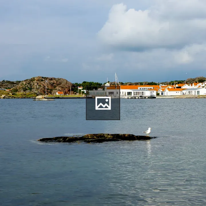 Seagull on a Stone in Grundsund