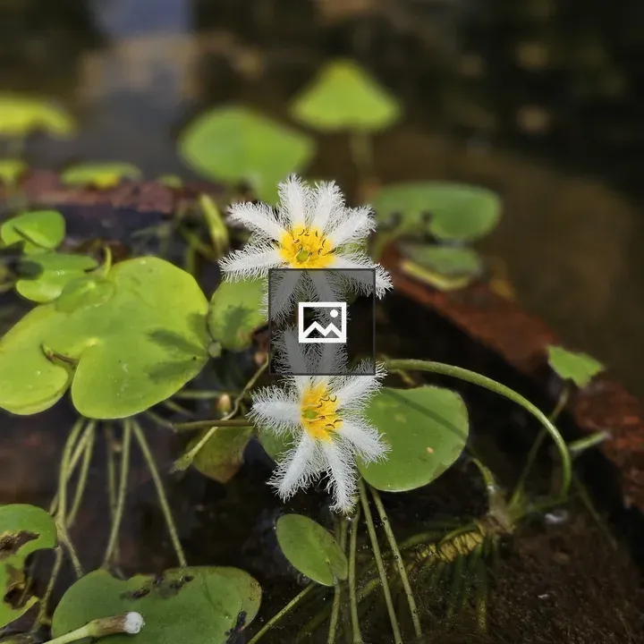 Water snowflake flowers close-up