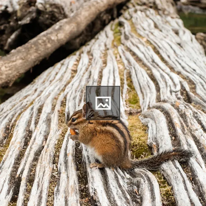 Chipmunk on Log