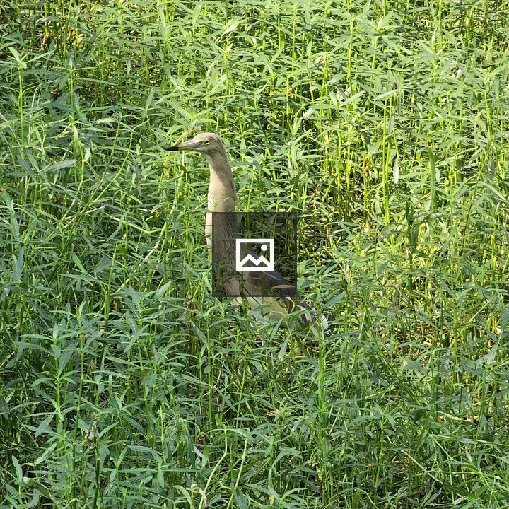 Indian pond heron in bushes