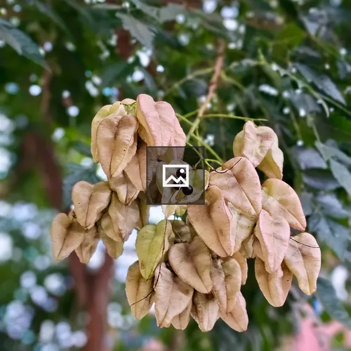 Dried seed pods on branch