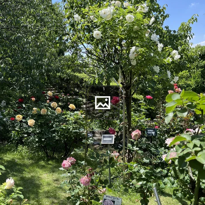 Garden roses in bloom