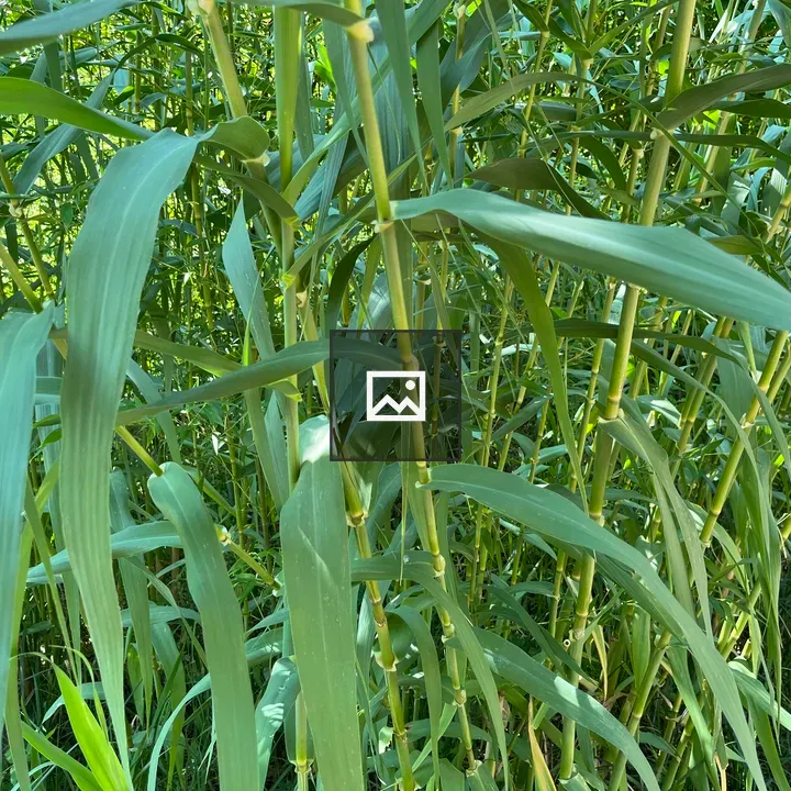 Heavy bamboo