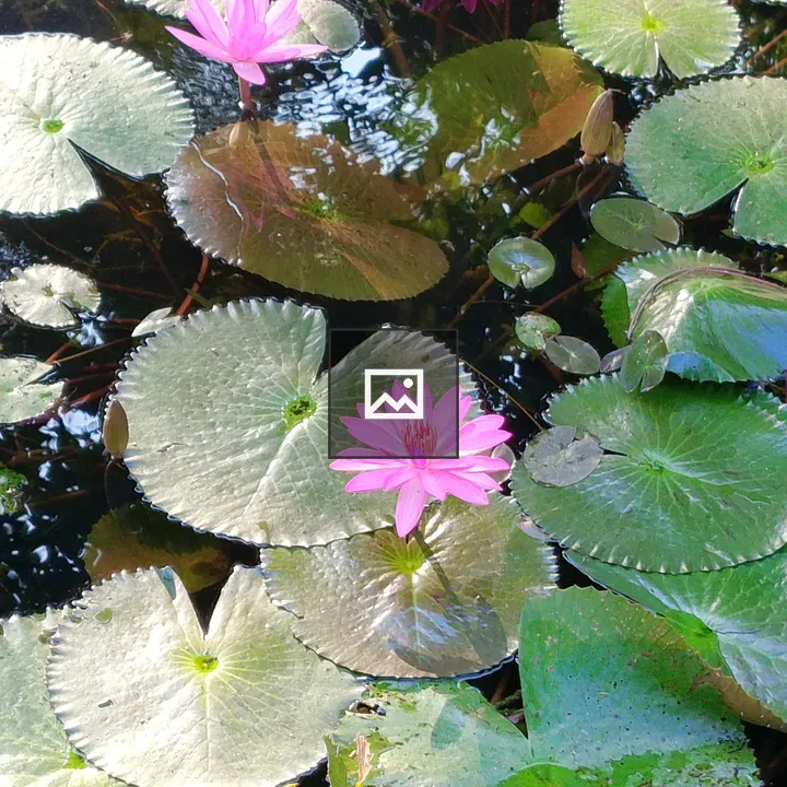 Pink water lilies on pond