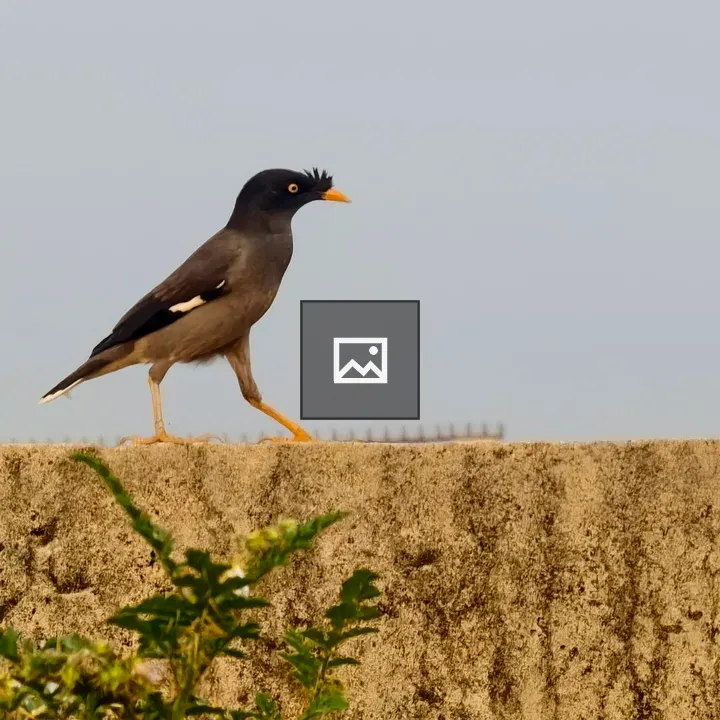 Common myna on textured wall