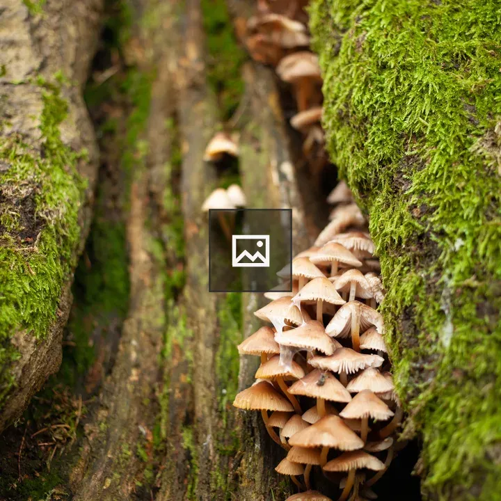 Mushrooms in Tree Stump Crack