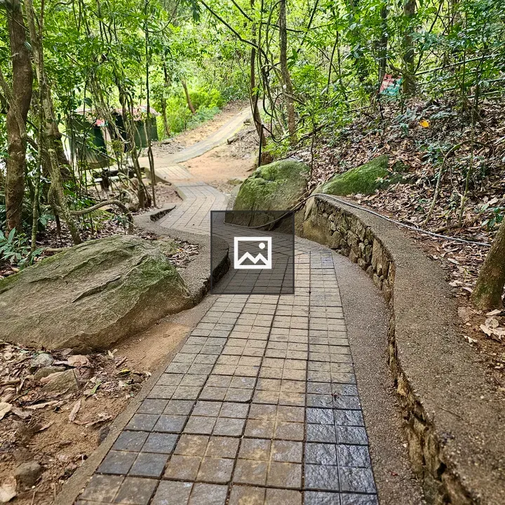 Winding forest tile path