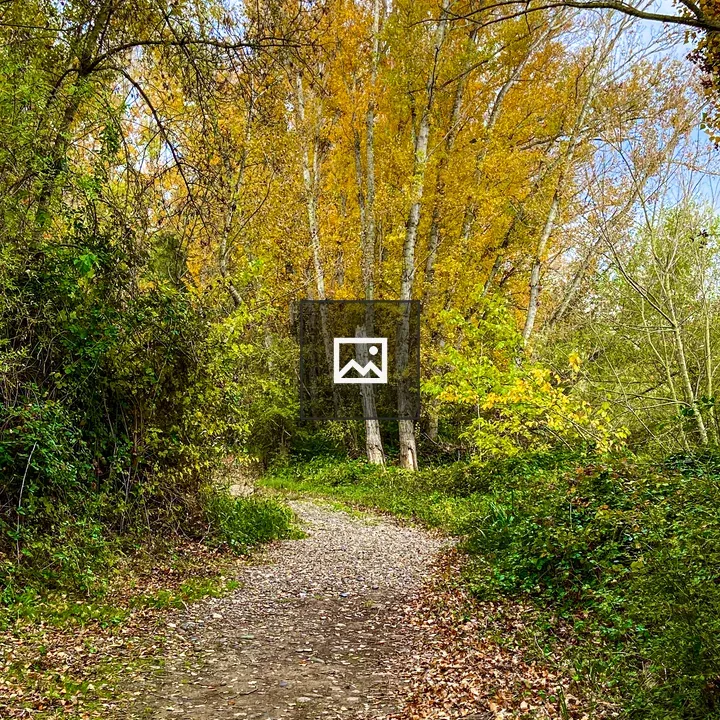 Winding Forest Path in Fall