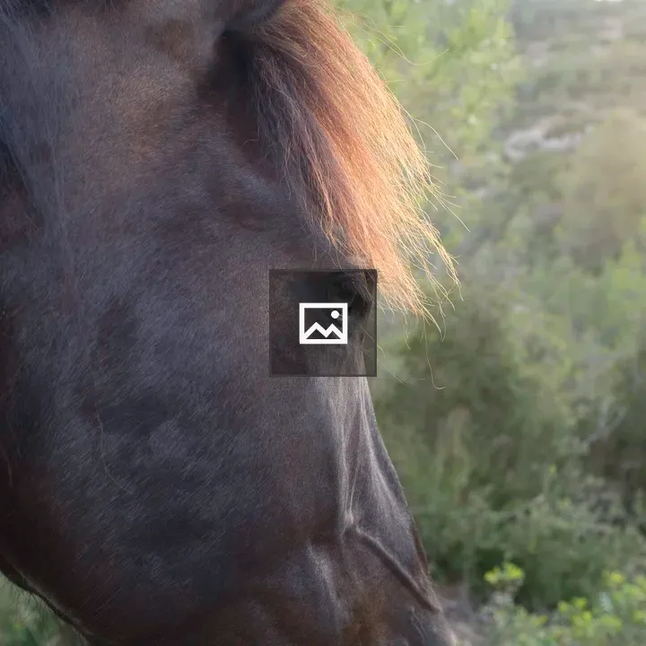 Dark brown horse head with sunlit mane