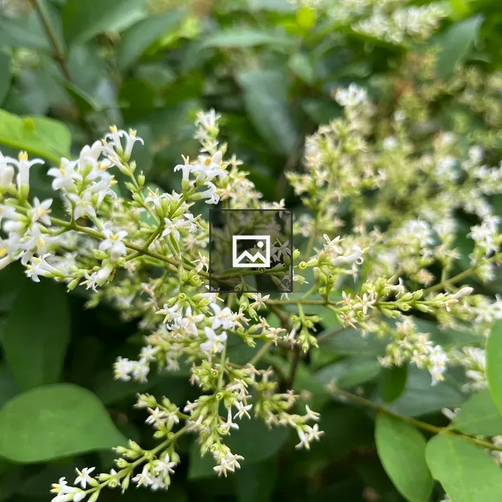 Tiny lilac flowers