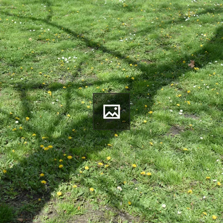 Flowered Grass with Tree Shadow