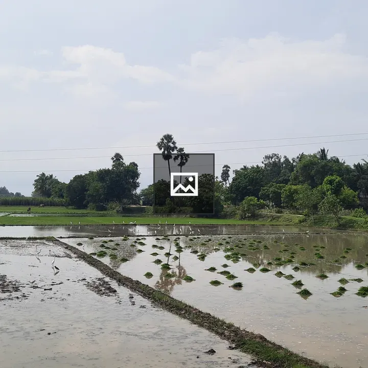Flooded farm fields with trees